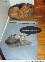 /album/fotografii-amuzante/a532452-309443779161933-1055405264-n-jpg/