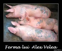 /album/fotografii-amuzante/poze-haioase-animale-porci-ferma-alex-velea-jpg/