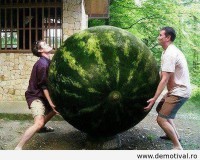 /album/fotografii-amuzante/vrea-cineva-pepene-jpg/